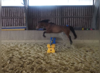 Deutsches Reitpony, Stute, 4 Jahre, 146 cm, Brauner