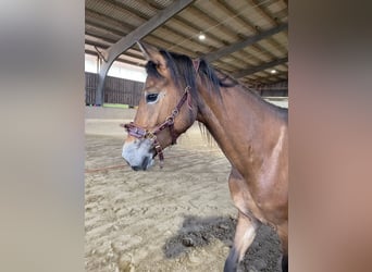 Deutsches Reitpony, Stute, 4 Jahre, 146 cm, Brauner