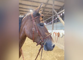 Deutsches Reitpony, Stute, 4 Jahre, 146 cm, Brauner
