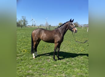 Deutsches Reitpony, Stute, 4 Jahre, 146 cm, Brauner