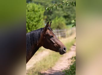 Deutsches Reitpony, Stute, 4 Jahre, 146 cm, Brauner