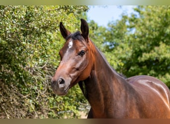 Deutsches Reitpony, Stute, 4 Jahre, 146 cm, Brauner