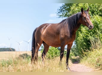 Deutsches Reitpony, Stute, 4 Jahre, 146 cm, Brauner