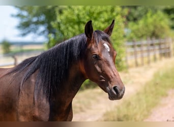 Deutsches Reitpony, Stute, 4 Jahre, 146 cm, Brauner