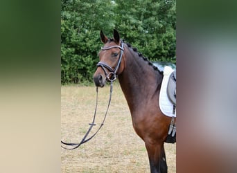 Deutsches Reitpony, Stute, 4 Jahre, 146 cm, Brauner