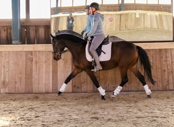 Deutsches Reitpony, Stute, 4 Jahre, 146 cm, Brauner
