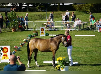 Deutsches Reitpony, Stute, 4 Jahre, 146 cm, Buckskin