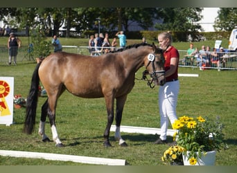 Deutsches Reitpony, Stute, 4 Jahre, 146 cm, Buckskin