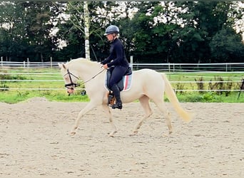 Deutsches Reitpony, Stute, 4 Jahre, 146 cm, Cremello