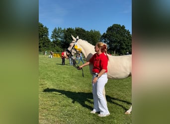 Deutsches Reitpony, Stute, 4 Jahre, 146 cm, Cremello