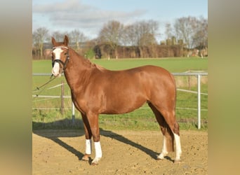 Deutsches Reitpony, Stute, 4 Jahre, 146 cm
