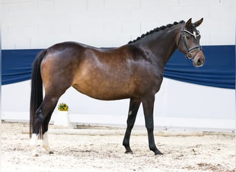 Deutsches Reitpony, Stute, 4 Jahre, 146 cm, Dunkelbrauner