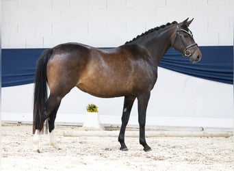 Deutsches Reitpony, Stute, 4 Jahre, 146 cm, Dunkelbrauner