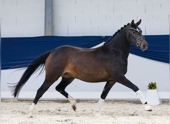 Deutsches Reitpony, Stute, 4 Jahre, 146 cm, Dunkelbrauner
