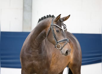 Deutsches Reitpony, Stute, 4 Jahre, 146 cm, Dunkelbrauner