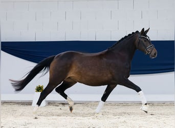 Deutsches Reitpony, Stute, 4 Jahre, 146 cm, Dunkelbrauner