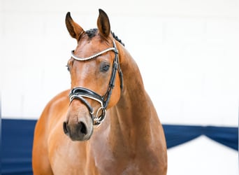Deutsches Reitpony, Stute, 4 Jahre, 146 cm, Dunkelbrauner