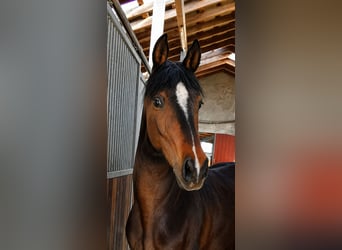 Deutsches Reitpony, Stute, 4 Jahre, 146 cm, Dunkelbrauner