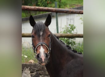 Deutsches Reitpony, Stute, 4 Jahre, 146 cm, Dunkelbrauner
