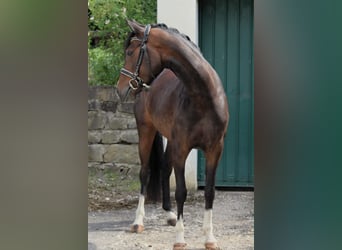 Deutsches Reitpony, Stute, 4 Jahre, 146 cm, Dunkelbrauner