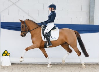 Deutsches Reitpony, Stute, 4 Jahre, 146 cm, Dunkelfuchs