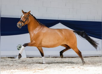 Deutsches Reitpony, Stute, 4 Jahre, 146 cm, Falbe