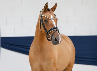 Deutsches Reitpony, Stute, 4 Jahre, 146 cm, Falbe