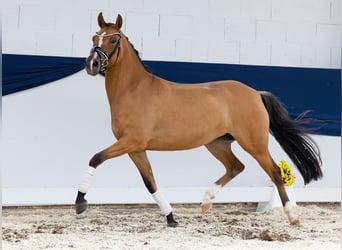 Deutsches Reitpony, Stute, 4 Jahre, 146 cm, Falbe