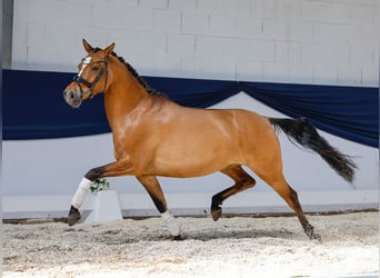 Deutsches Reitpony, Stute, 4 Jahre, 146 cm, Falbe