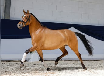Deutsches Reitpony, Stute, 4 Jahre, 146 cm, Falbe