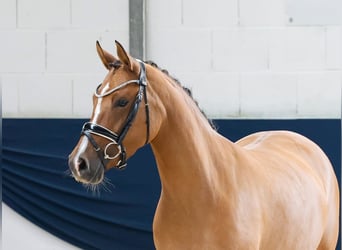 Deutsches Reitpony, Stute, 4 Jahre, 146 cm, Falbe