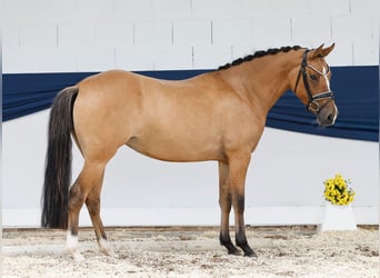 Deutsches Reitpony, Stute, 4 Jahre, 146 cm, Falbe