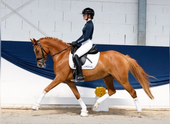 Deutsches Reitpony, Stute, 4 Jahre, 146 cm, Fuchs