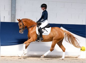 Deutsches Reitpony, Stute, 4 Jahre, 146 cm, Fuchs