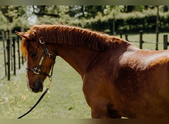 Deutsches Reitpony, Stute, 4 Jahre, 146 cm, Fuchs