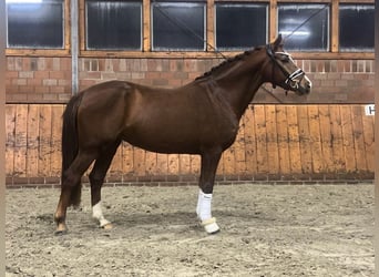 Deutsches Reitpony, Stute, 4 Jahre, 146 cm, Fuchs