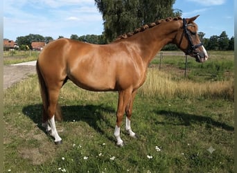 Deutsches Reitpony, Stute, 4 Jahre, 146 cm, Fuchs