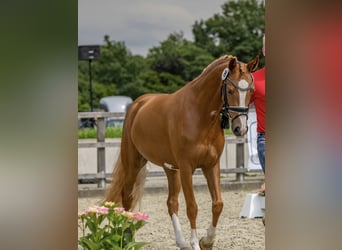 Deutsches Reitpony, Stute, 4 Jahre, 146 cm, Fuchs