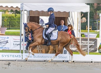 Deutsches Reitpony, Stute, 4 Jahre, 146 cm, Fuchs