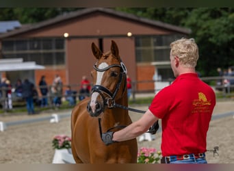 Deutsches Reitpony, Stute, 4 Jahre, 146 cm, Fuchs