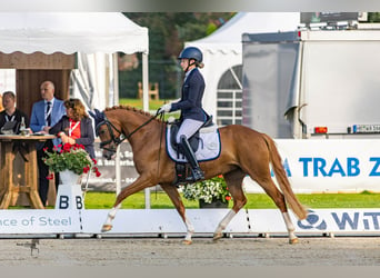 Deutsches Reitpony, Stute, 4 Jahre, 146 cm, Fuchs