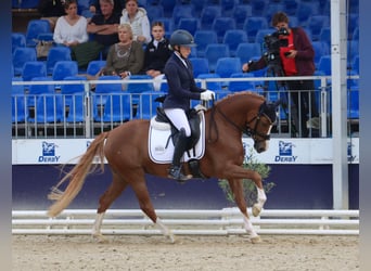 Deutsches Reitpony, Stute, 4 Jahre, 146 cm, Fuchs