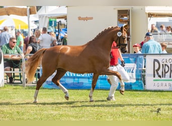 Deutsches Reitpony, Stute, 4 Jahre, 146 cm, Fuchs