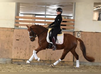 Deutsches Reitpony, Stute, 4 Jahre, 146 cm, Fuchs