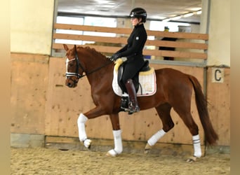 Deutsches Reitpony, Stute, 4 Jahre, 146 cm, Fuchs