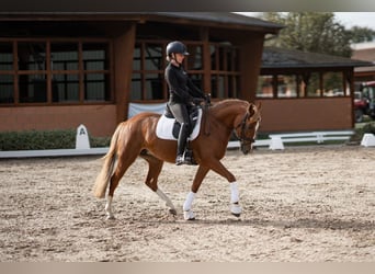 Deutsches Reitpony Mix, Stute, 4 Jahre, 146 cm, Fuchs