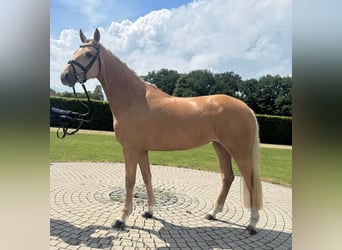 Deutsches Reitpony, Stute, 4 Jahre, 146 cm, Palomino