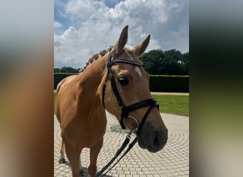 Deutsches Reitpony, Stute, 4 Jahre, 146 cm, Palomino