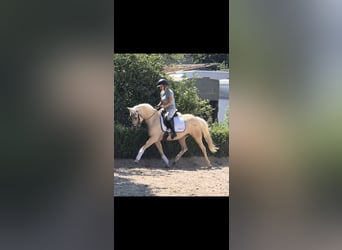 Deutsches Reitpony, Stute, 4 Jahre, 146 cm, Palomino