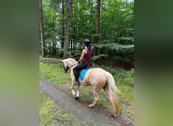 Deutsches Reitpony, Stute, 4 Jahre, 146 cm, Palomino